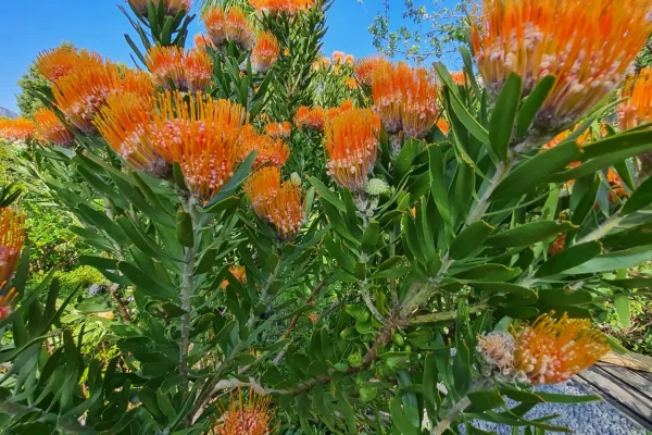 Protea Twin Deluxe _ (1)
